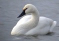 /album/galerie-foto/swan-jpg/