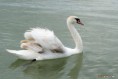 /album/galerie-foto/swan-feathers-jpg/